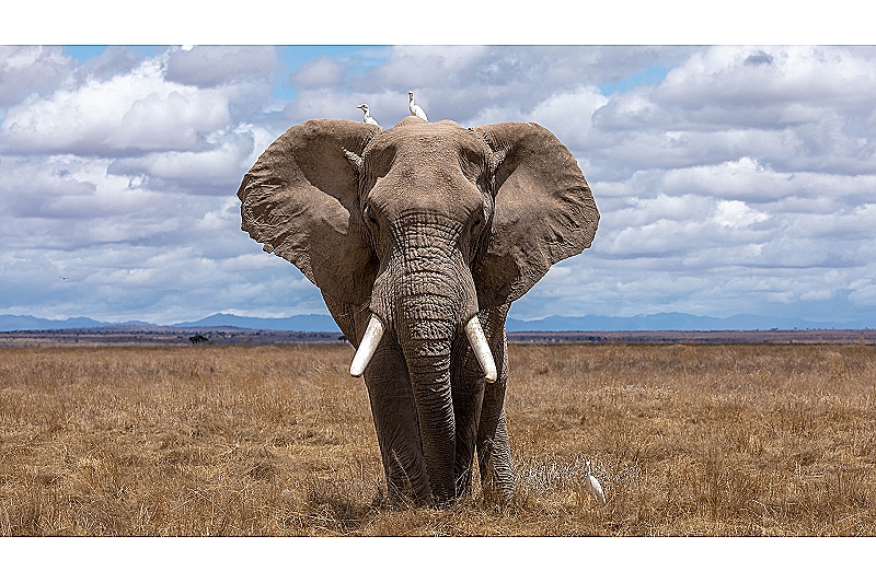 Slonovi - uvod u fascinantni svijet divovskih sisavaca